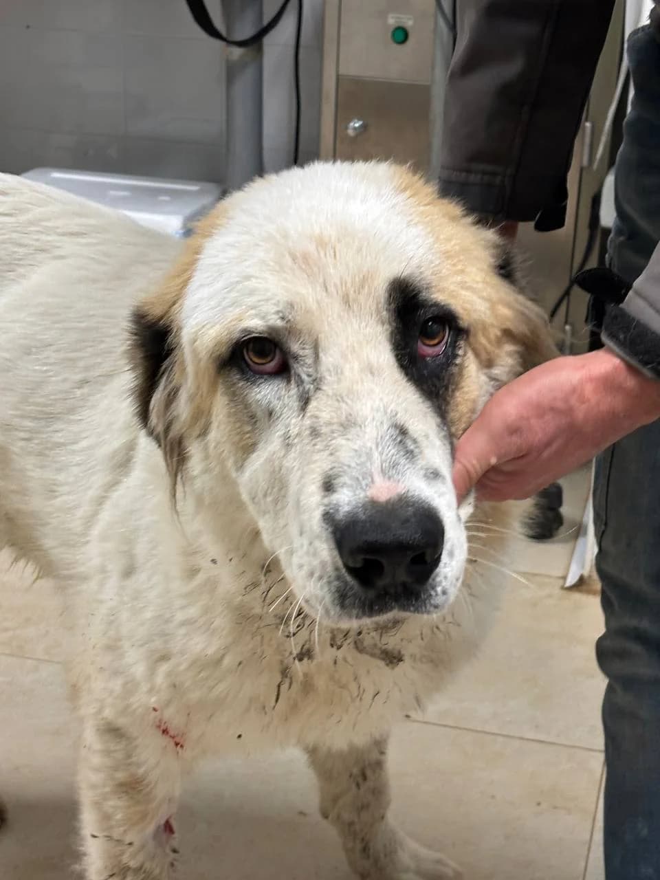 DRACO, young Mixed Breed for adoption at La Fattoria di Tobia, San Cesareo (RM)