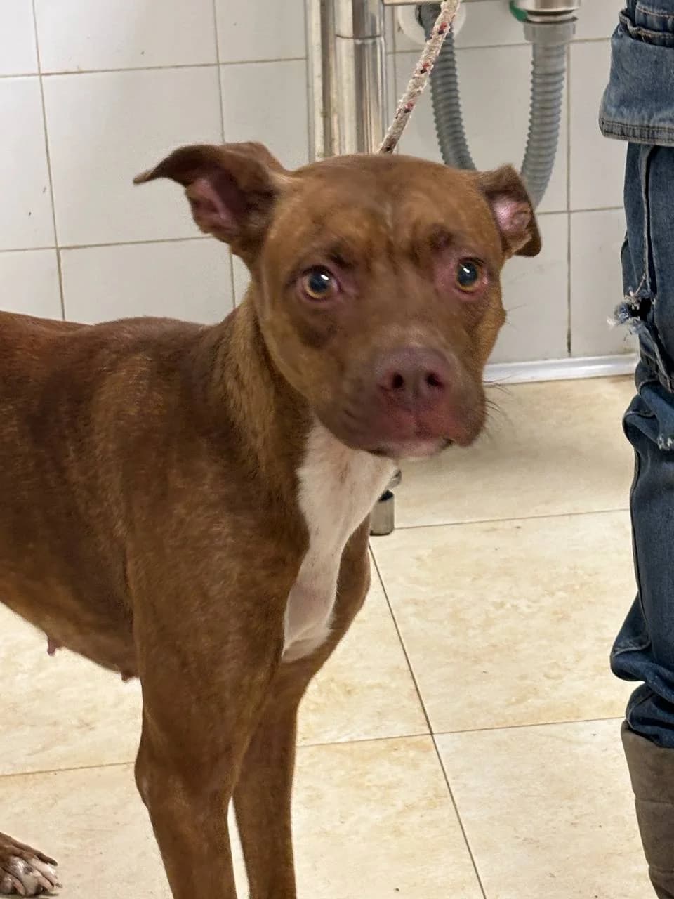 ELDRID, young Mixed Breed for adoption at La Fattoria di Tobia, San Cesareo (RM)