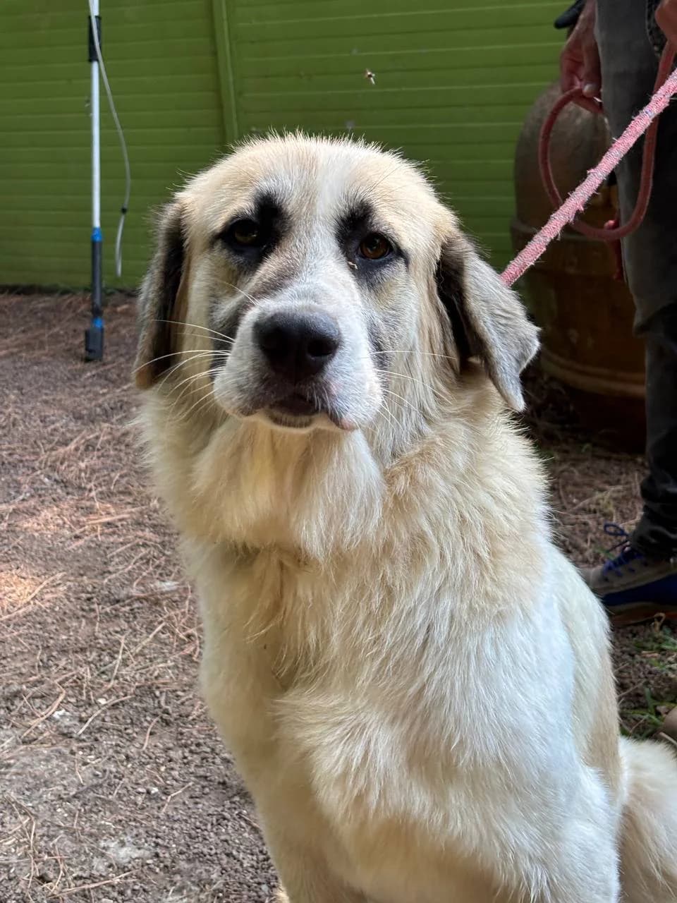 EOLIA, young Mixed Breed for adoption at La Fattoria di Tobia, San Cesareo (RM)