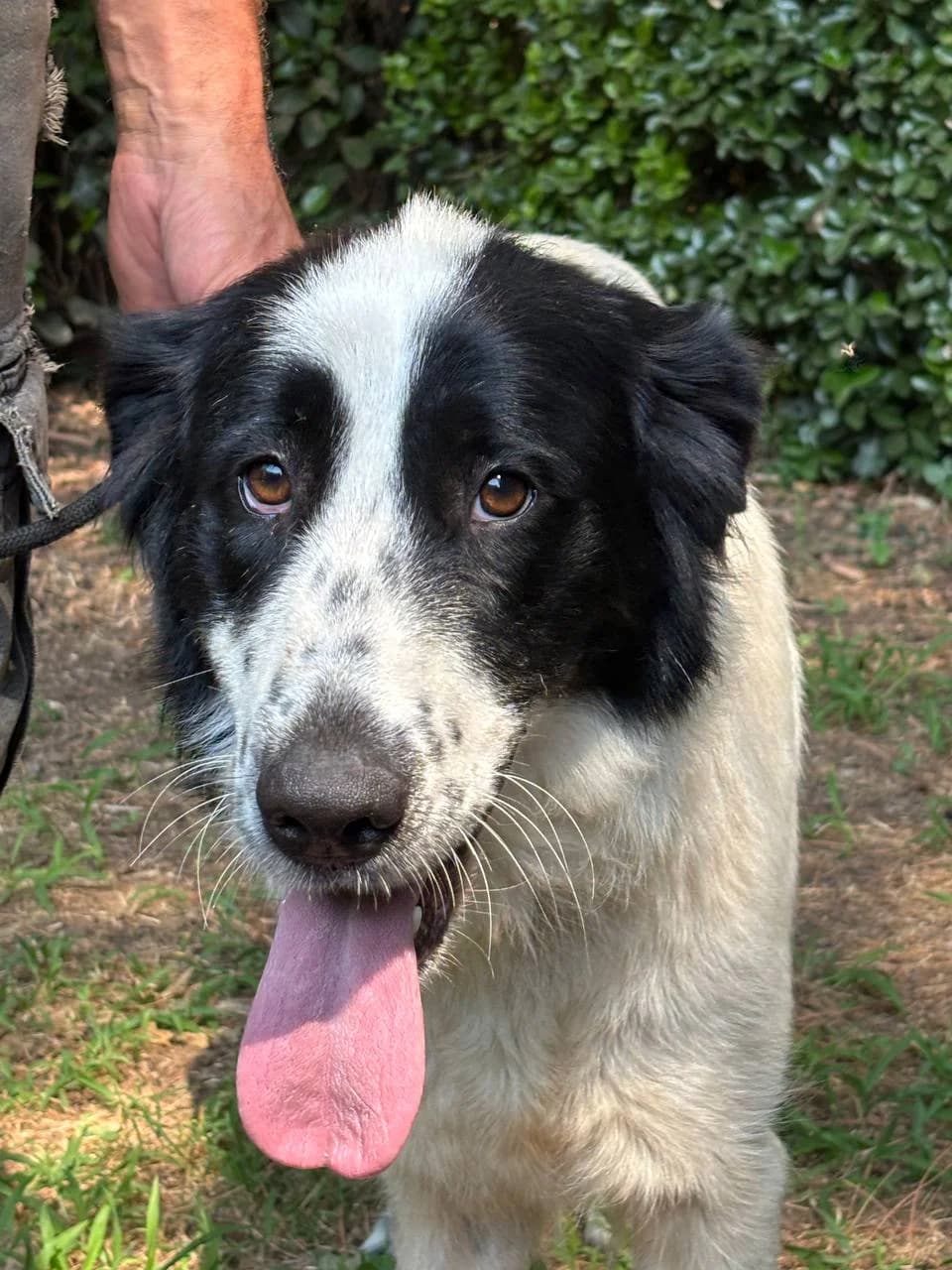 ETRUSCA, young Mixed Breed for adoption at La Fattoria di Tobia, San Cesareo (RM)