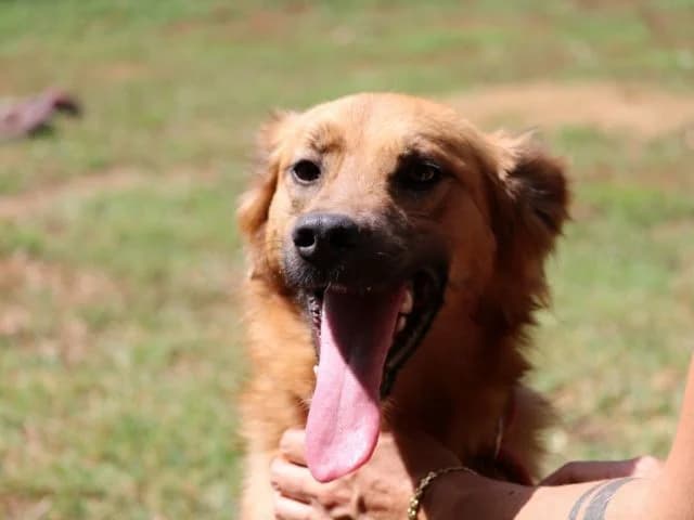 GRAZIANA, senior Mixed Breed for adoption at La Fattoria di Tobia, San Cesareo (RM)
