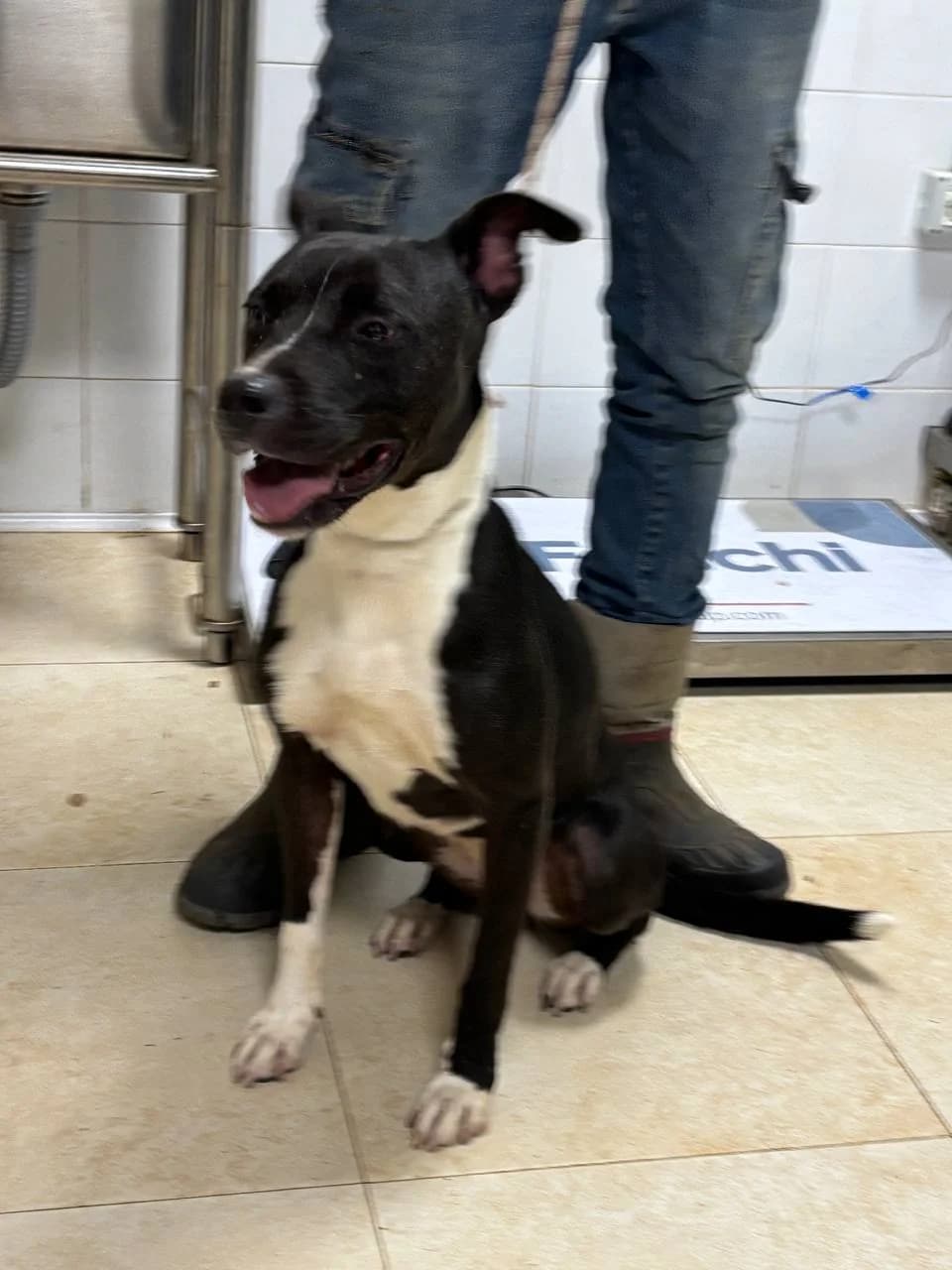 KARIS, 4yo Mixed Breed for adoption at La Fattoria di Tobia, San Cesareo (RM)
