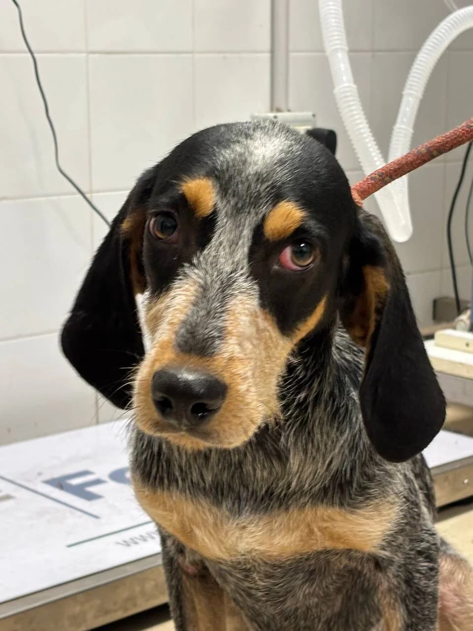 LUGH, young Mixed Breed for adoption at La Fattoria di Tobia, San Cesareo (RM)