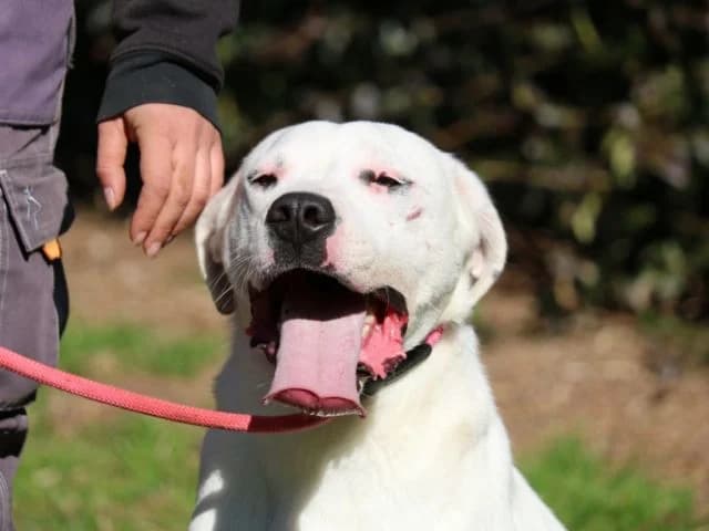 OTTAVIANO, 7yo Mixed Breed for adoption at La Fattoria di Tobia, San Cesareo (RM)