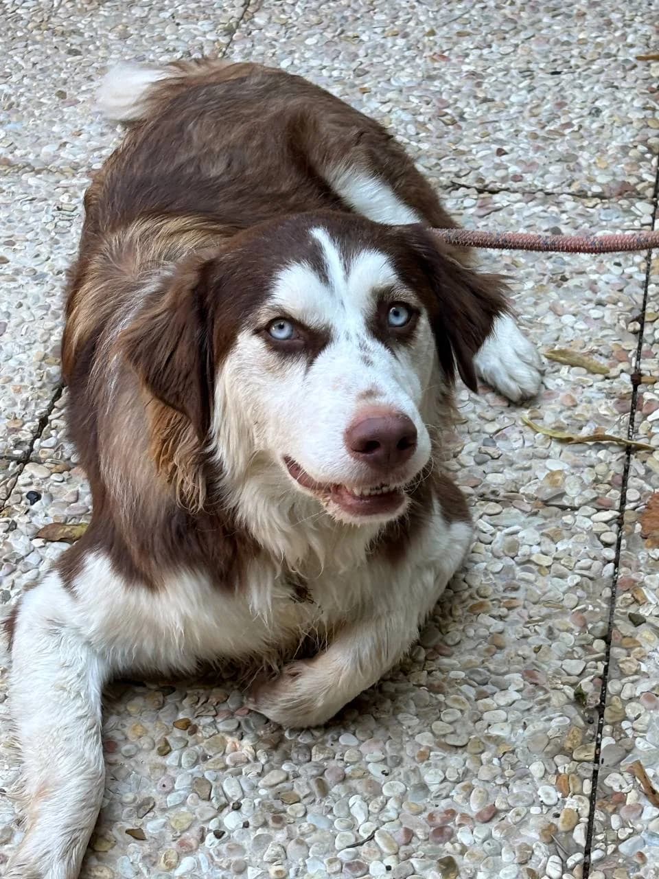 ROWAN, young Mixed Breed for adoption at La Fattoria di Tobia, San Cesareo (RM)