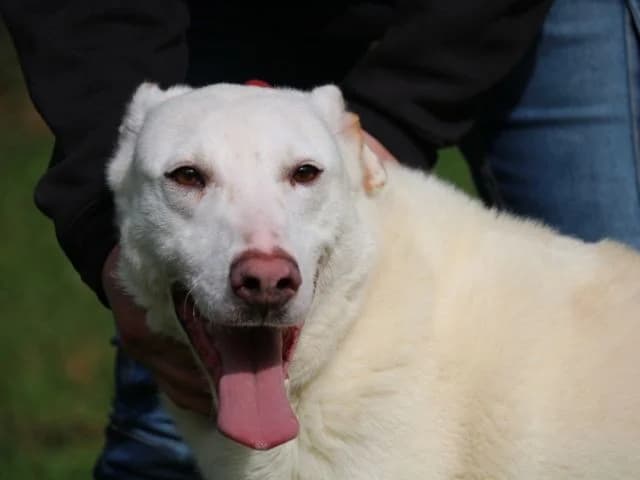 SEAN, senior Mixed Breed for adoption at La Fattoria di Tobia, San Cesareo (RM)