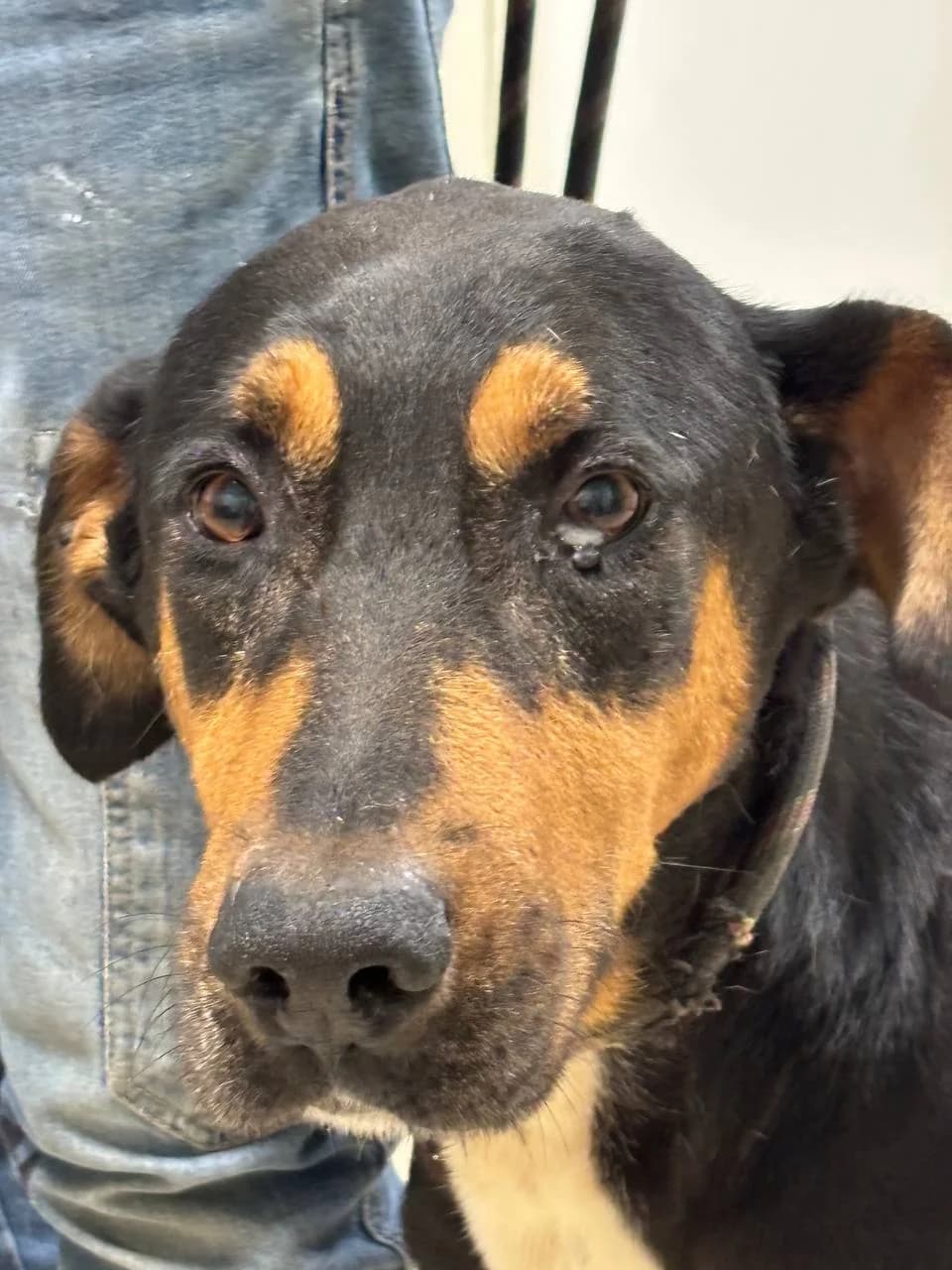 SORLEY, 7yo Mixed Breed for adoption at La Fattoria di Tobia, San Cesareo (RM)