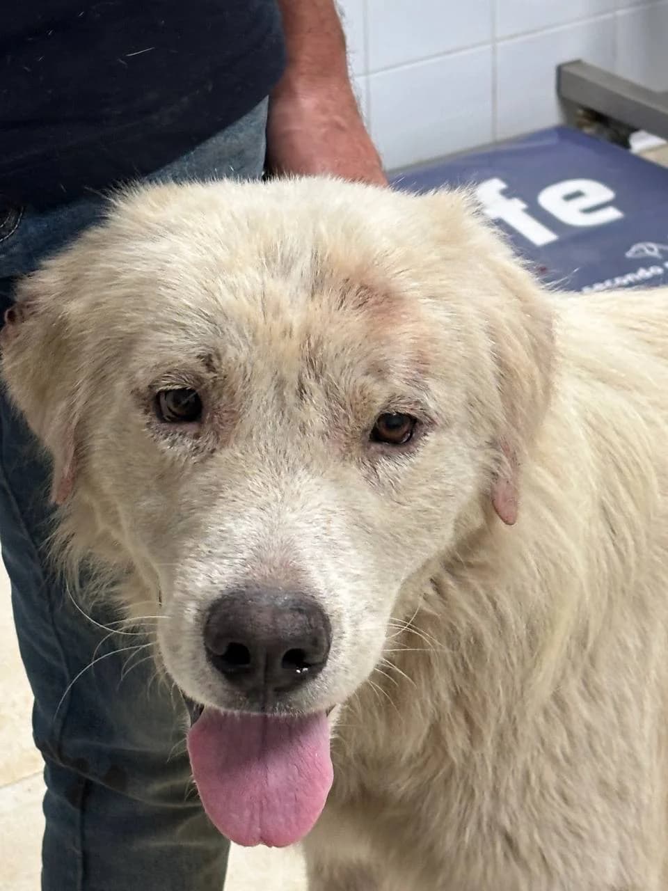 SISKO, 4yo Mixed Breed for adoption at La Fattoria di Tobia, San Cesareo (RM)