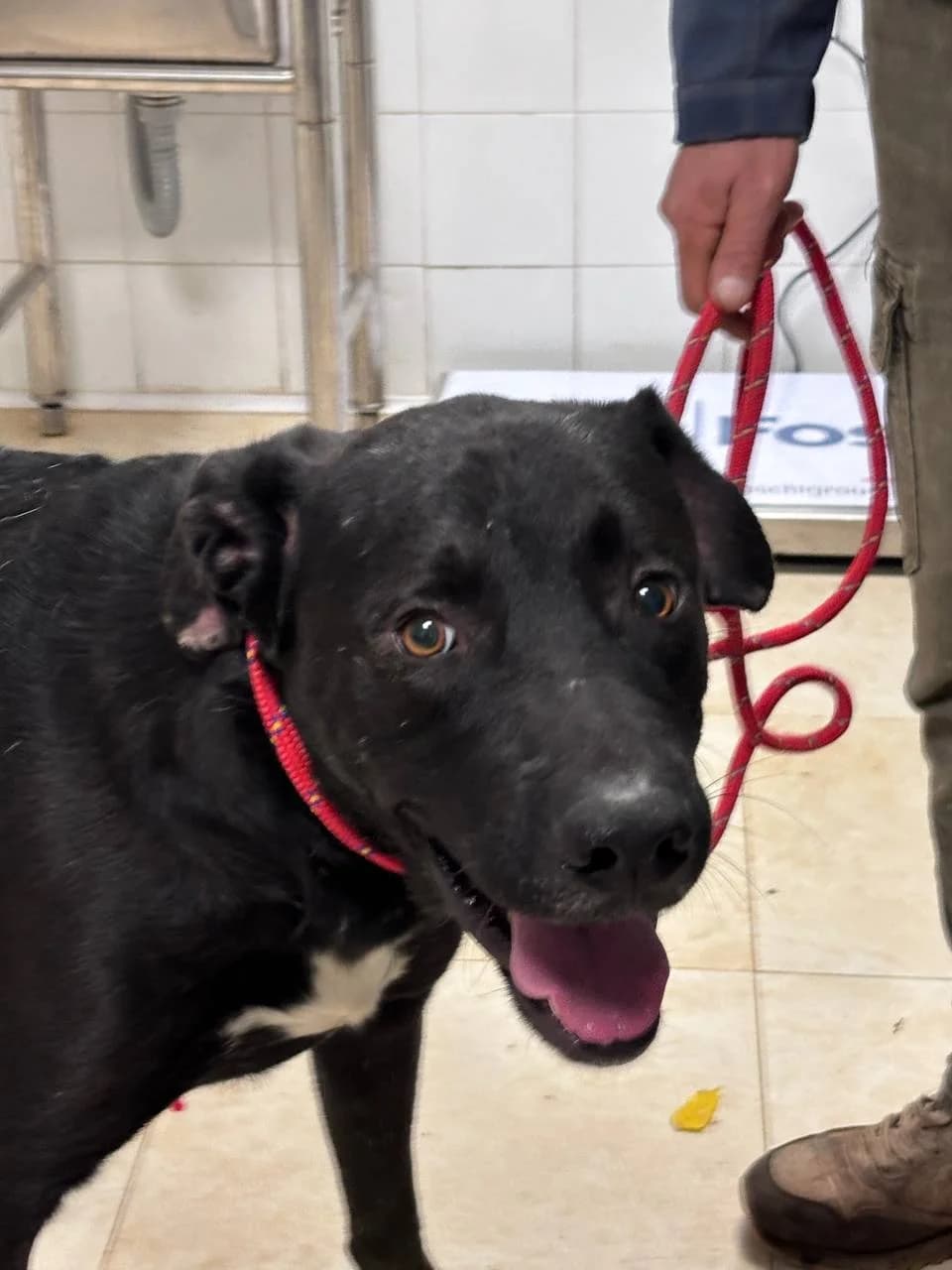 THURION, young Mixed Breed for adoption at La Fattoria di Tobia, San Cesareo (RM)