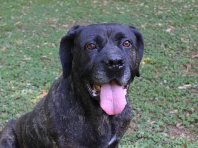 TOFEE (LEISHMANIA CENTER), senior Mixed Breed for adoption at La Fattoria di Tobia, San Cesareo (RM)