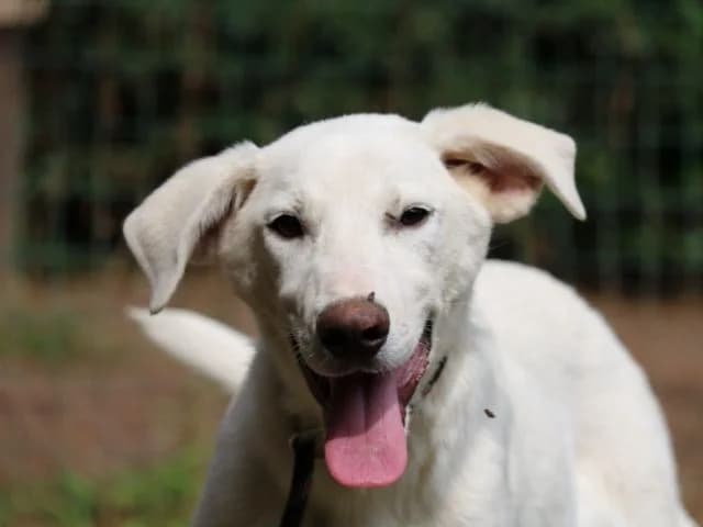 VERENZIO, 7yo Mixed Breed for adoption at La Fattoria di Tobia, San Cesareo (RM)