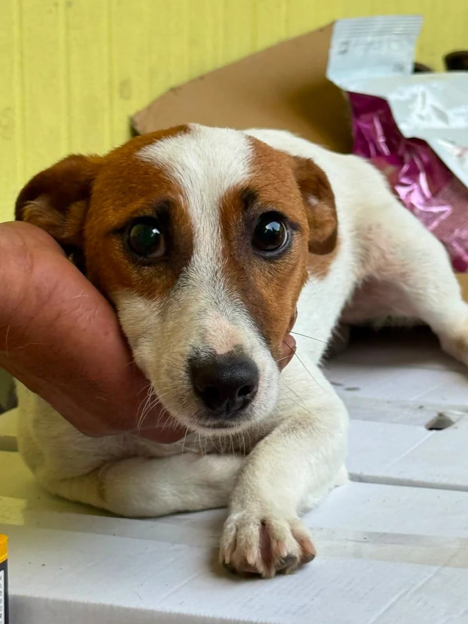 ZIGGY, young Mixed Breed for adoption at La Fattoria di Tobia, San Cesareo (RM)