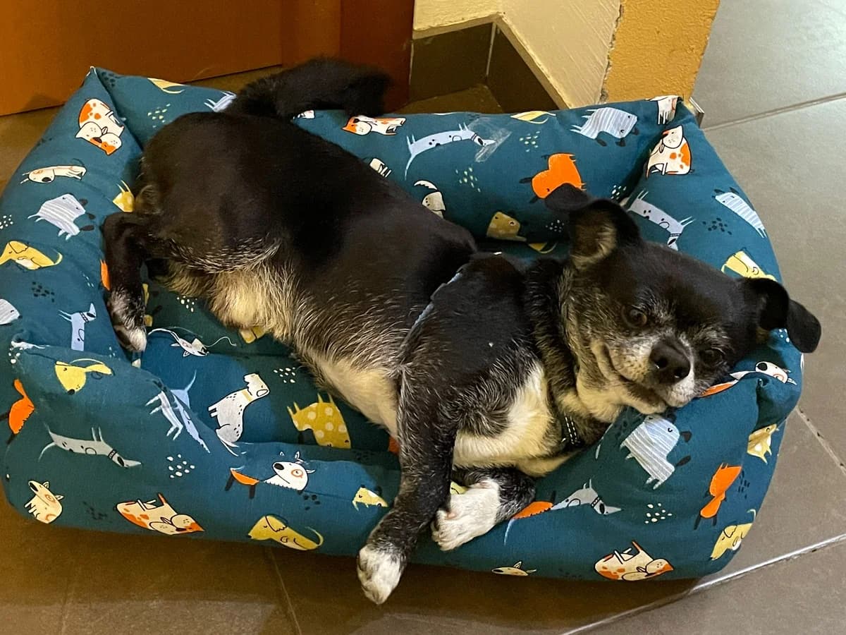 Artù, 5yo Mixed Breed for adoption at La Mia Ombra Scodinzola — San Giuliano Milanese, San Giuliano Milanese MI