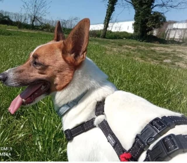 Bibo, 4yo Mixed Breed for adoption at La Mia Ombra Scodinzola — San Giuliano Milanese, San Giuliano Milanese MI