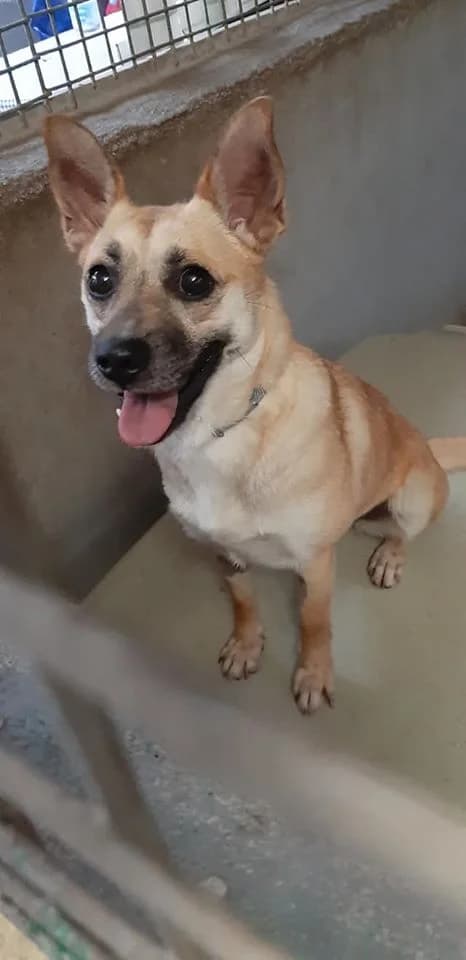 CHICCA, young Mixed Breed for adoption at La Mia Ombra Scodinzola — San Giuliano Milanese, San Giuliano Milanese MI