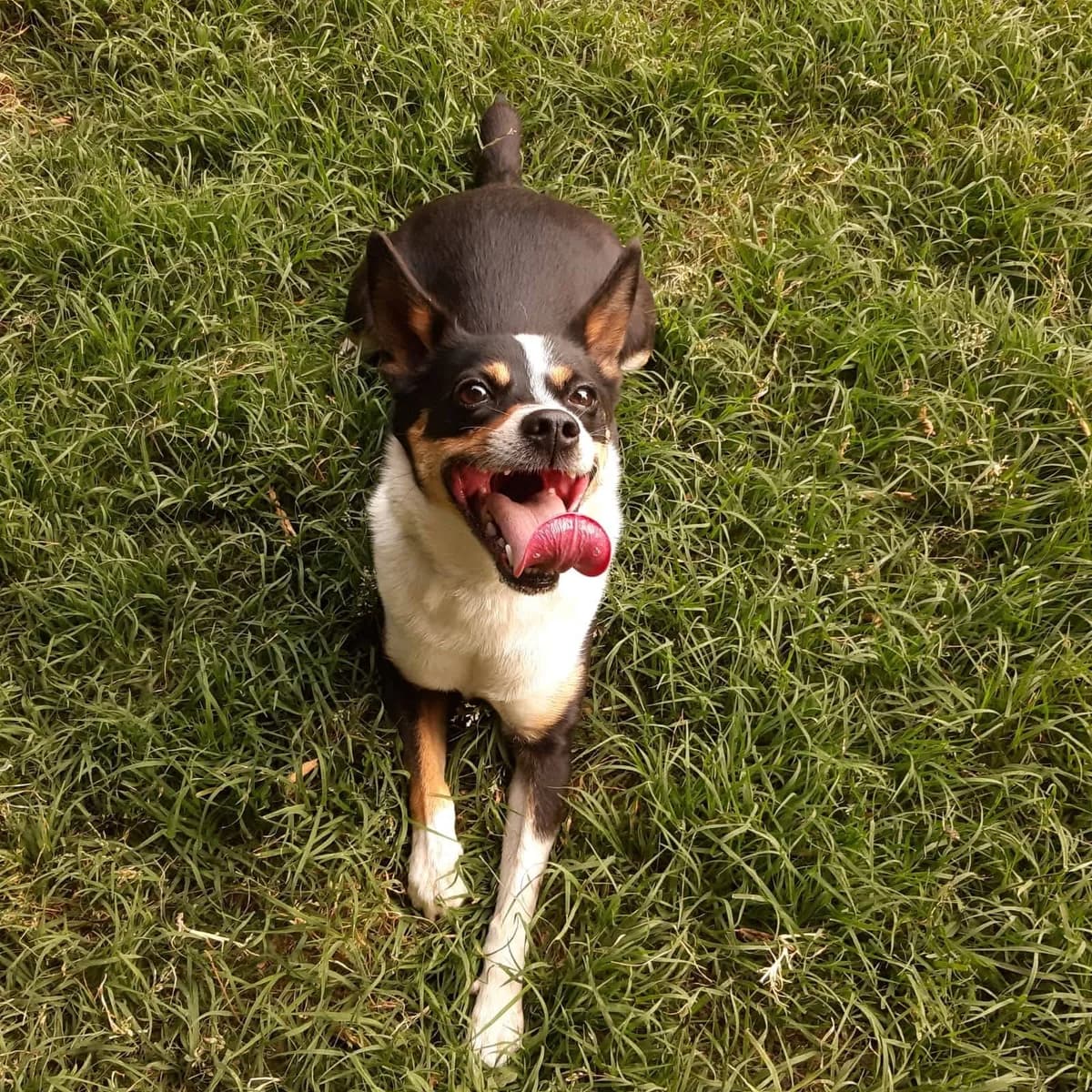 CIAKY, 5yo Mixed Breed for adoption at La Mia Ombra Scodinzola — San Giuliano Milanese, San Giuliano Milanese MI