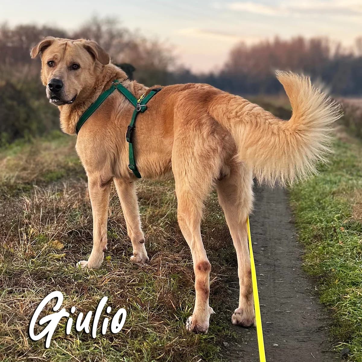 Giulio, young Mixed Breed for adoption at La Mia Ombra Scodinzola — San Giuliano Milanese, San Giuliano Milanese MI