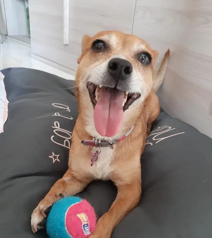 Gloria, 4yo Mixed Breed for adoption at La Mia Ombra Scodinzola — San Giuliano Milanese, San Giuliano Milanese MI