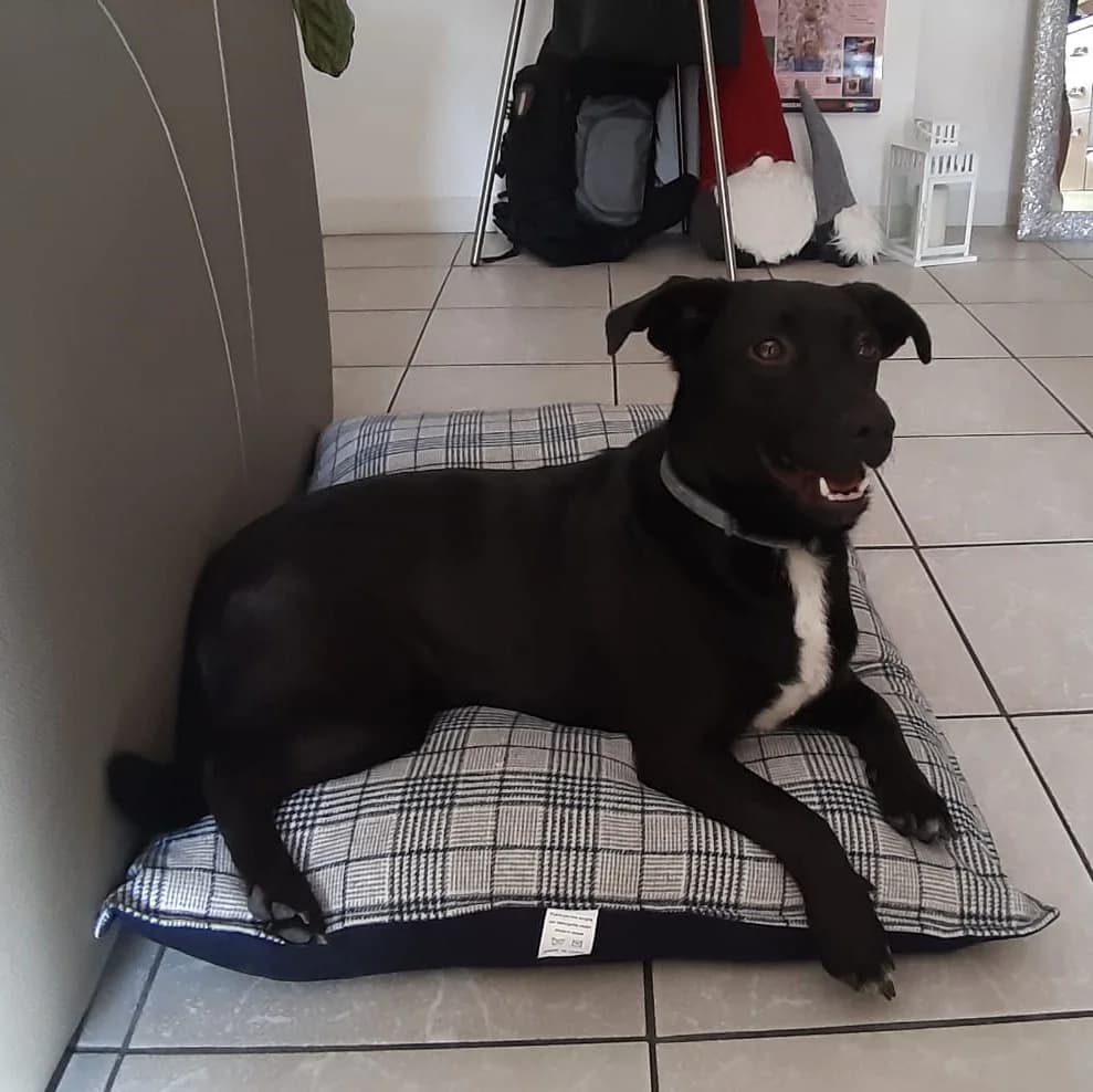 Goro, young Mixed Breed for adoption at La Mia Ombra Scodinzola — San Giuliano Milanese, San Giuliano Milanese MI