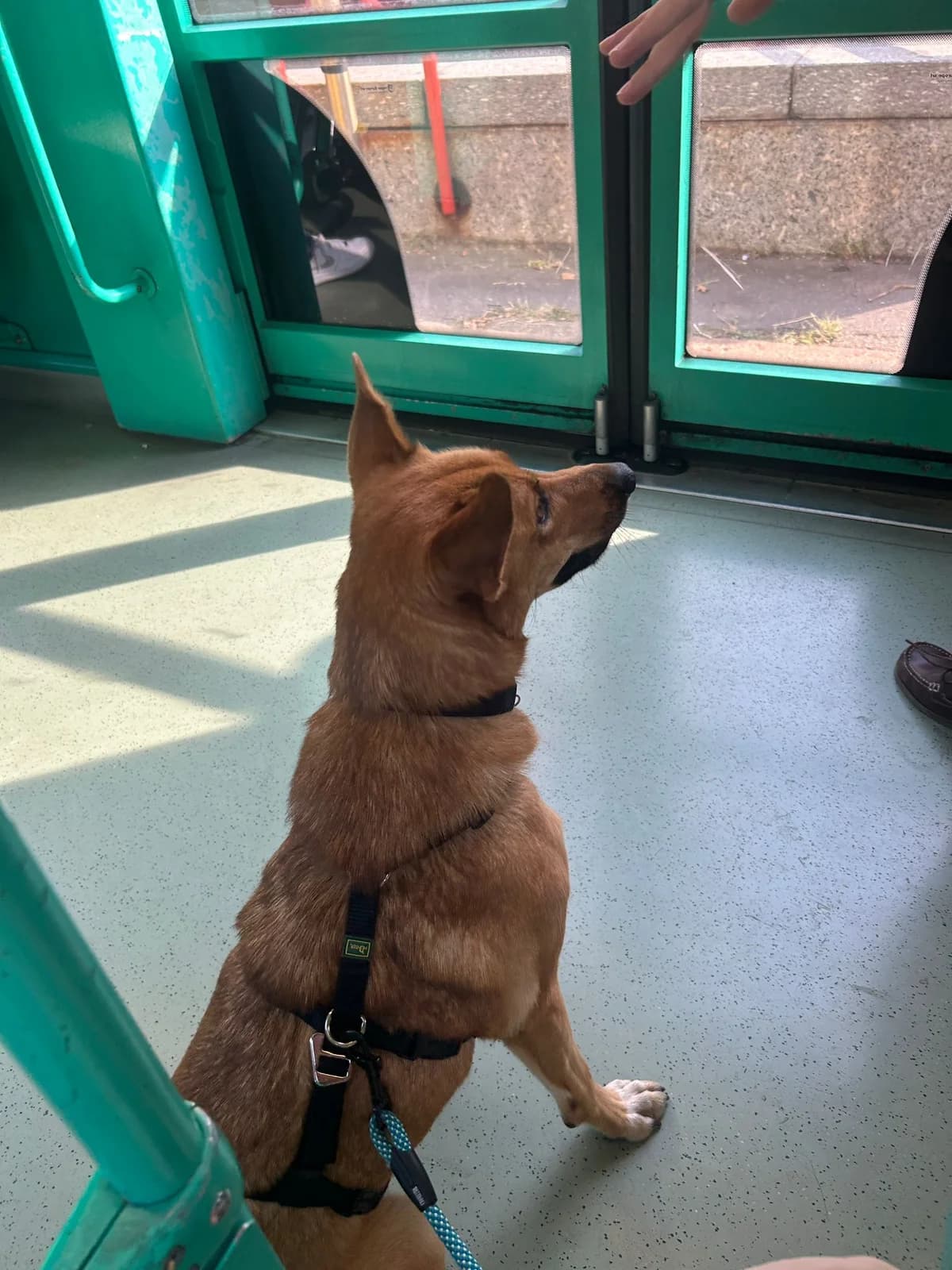Gretel, female Mixed Breed for adoption at La Mia Ombra Scodinzola — San Giuliano Milanese, San Giuliano Milanese MI