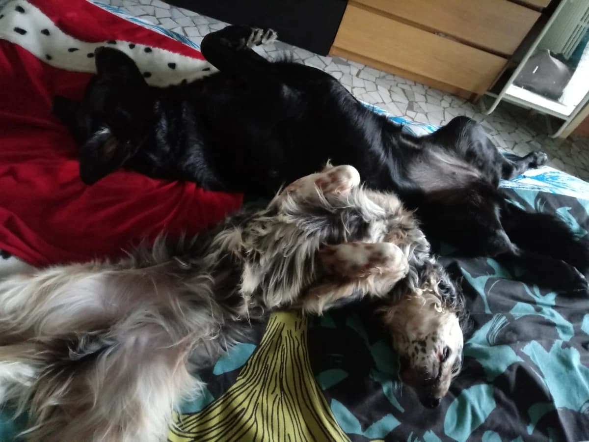 Grey, young Mixed Breed for adoption at La Mia Ombra Scodinzola — San Giuliano Milanese, San Giuliano Milanese MI