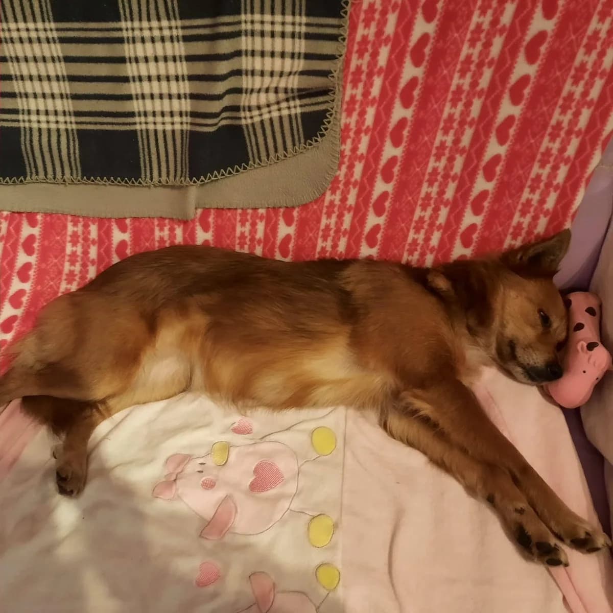 Havana, young Mixed Breed for adoption at La Mia Ombra Scodinzola — San Giuliano Milanese, San Giuliano Milanese MI