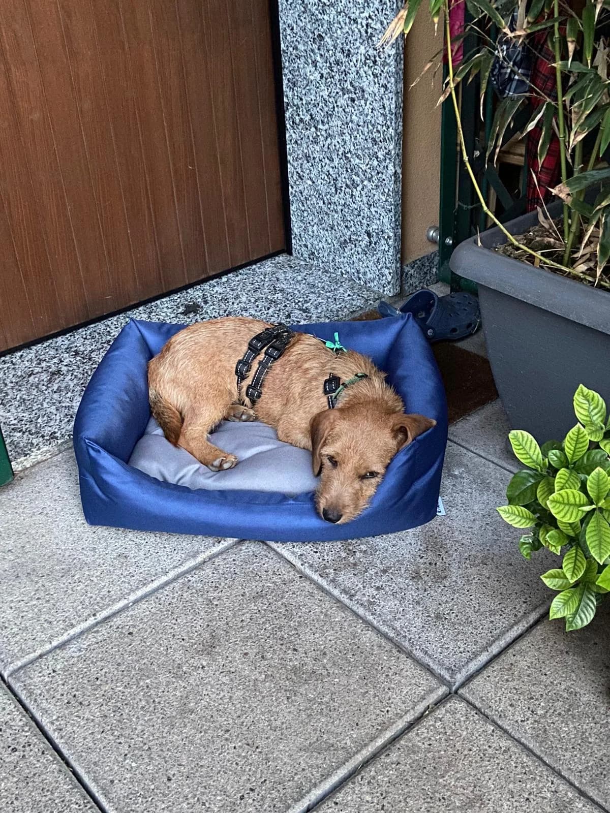 Jessy, young Mixed Breed for adoption at La Mia Ombra Scodinzola — San Giuliano Milanese, San Giuliano Milanese MI