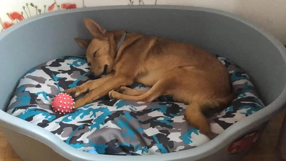 Jimmy, puppy Mixed Breed for adoption at La Mia Ombra Scodinzola — San Giuliano Milanese, San Giuliano Milanese MI