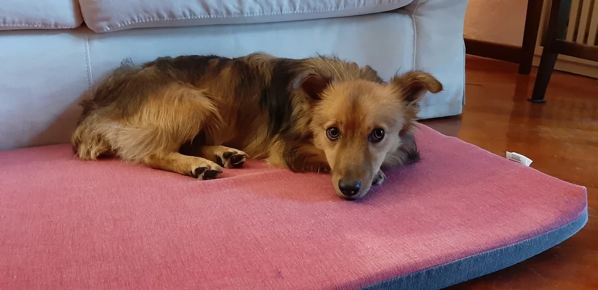 Jimmy, young Mixed Breed for adoption at La Mia Ombra Scodinzola — San Giuliano Milanese, San Giuliano Milanese MI
