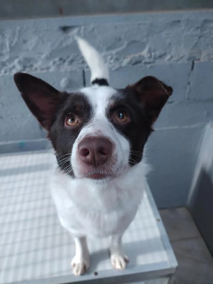 JOHNNY, female young Mixed Breed for adoption at La Mia Ombra Scodinzola — San Giuliano Milanese, San Giuliano Milanese MI