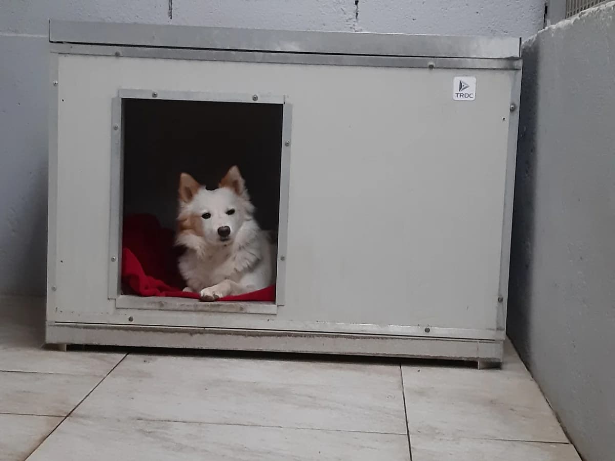 Kay, puppy Mixed Breed for adoption at La Mia Ombra Scodinzola — San Giuliano Milanese, San Giuliano Milanese MI