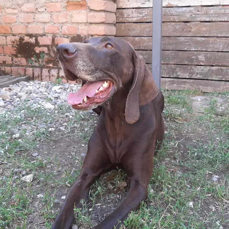 Laika – bracco tedesco in adozione, 6yo Mixed Breed for adoption at La Mia Ombra Scodinzola — San Giuliano Milanese, San Giuliano Milanese MI