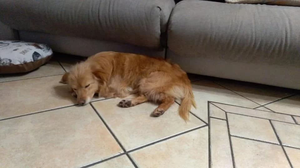 Leila, 3yo Mixed Breed for adoption at La Mia Ombra Scodinzola — San Giuliano Milanese, San Giuliano Milanese MI
