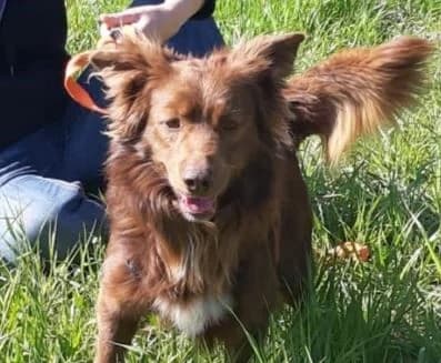 Lindor, 3yo Mixed Breed for adoption at La Mia Ombra Scodinzola — San Giuliano Milanese, San Giuliano Milanese MI
