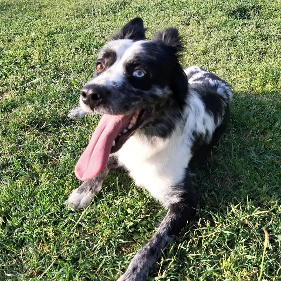 Lucky – cane da adottare taglia media, 4yo Mixed Breed for adoption at La Mia Ombra Scodinzola — San Giuliano Milanese, San Giuliano Milanese MI