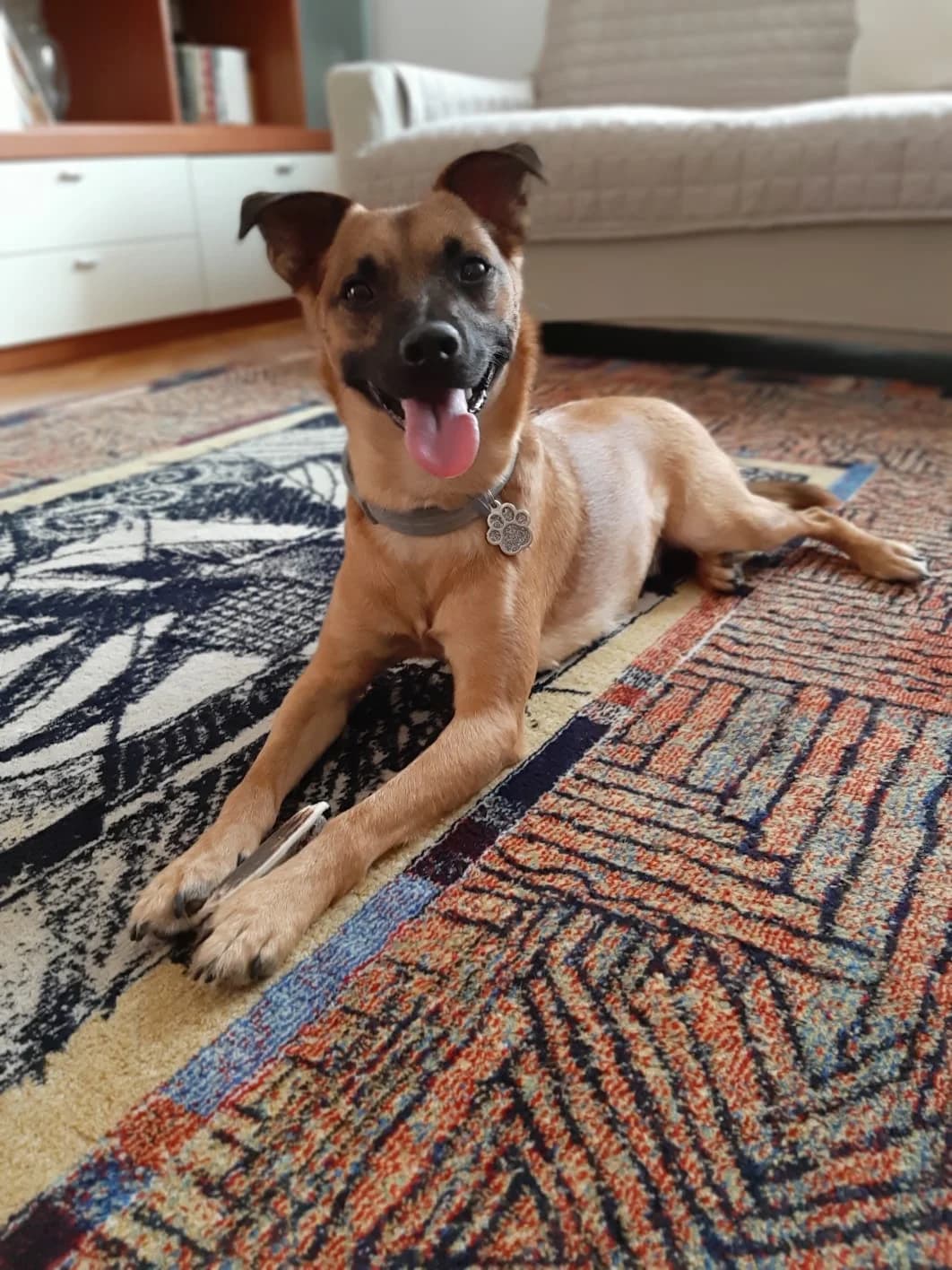 Lukas, puppy Mixed Breed for adoption at La Mia Ombra Scodinzola — San Giuliano Milanese, San Giuliano Milanese MI