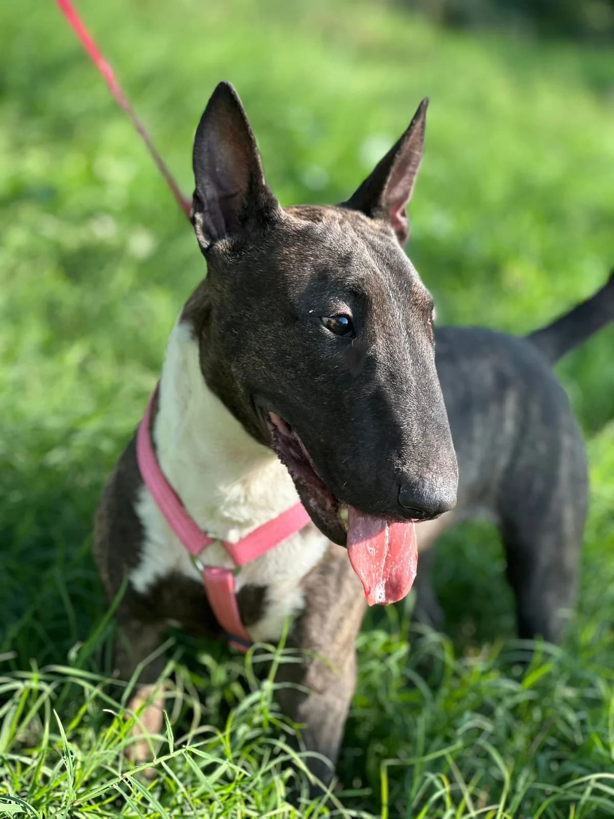Maya, female 4yo Mixed Breed for adoption at La Mia Ombra Scodinzola — San Giuliano Milanese, San Giuliano Milanese MI