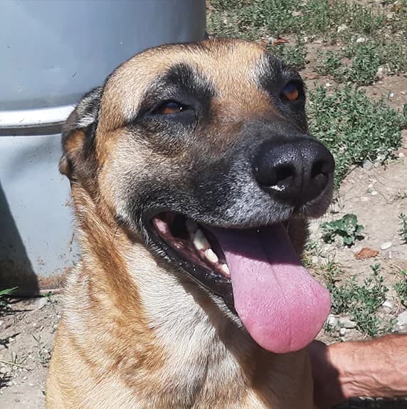 Menta, 6yo Mixed Breed for adoption at La Mia Ombra Scodinzola — San Giuliano Milanese, San Giuliano Milanese MI