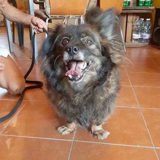 Mimmo – cane taglia piccola da adottare, senior Mixed Breed for adoption at La Mia Ombra Scodinzola — San Giuliano Milanese, San Giuliano Milanese MI
