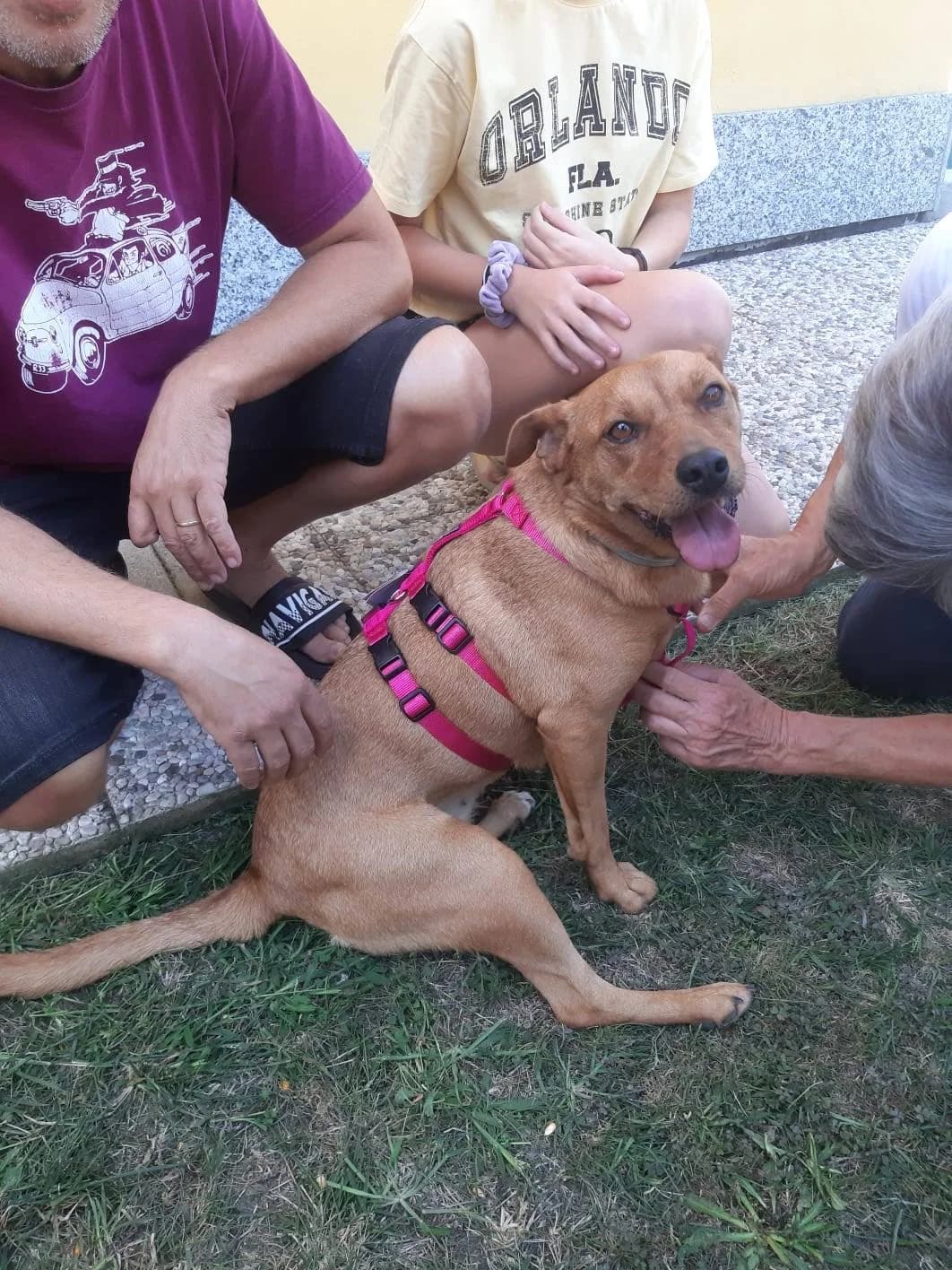 Ohana – cane da adottare taglia piccola, young Mixed Breed for adoption at La Mia Ombra Scodinzola — San Giuliano Milanese, San Giuliano Milanese MI