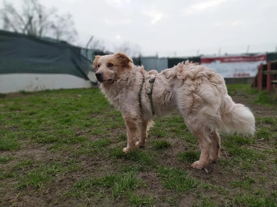 Ozzy, young Mixed Breed for adoption at La Mia Ombra Scodinzola — San Giuliano Milanese, San Giuliano Milanese MI