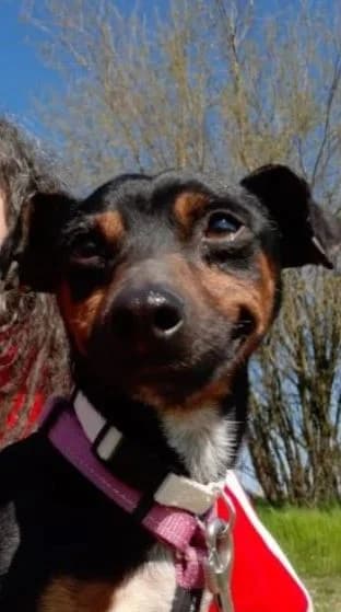 Piero, young Mixed Breed for adoption at La Mia Ombra Scodinzola — San Giuliano Milanese, San Giuliano Milanese MI