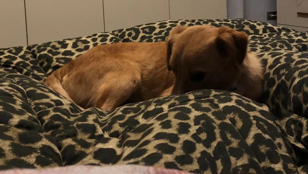 Polly, female puppy Mixed Breed for adoption at La Mia Ombra Scodinzola — San Giuliano Milanese, San Giuliano Milanese MI