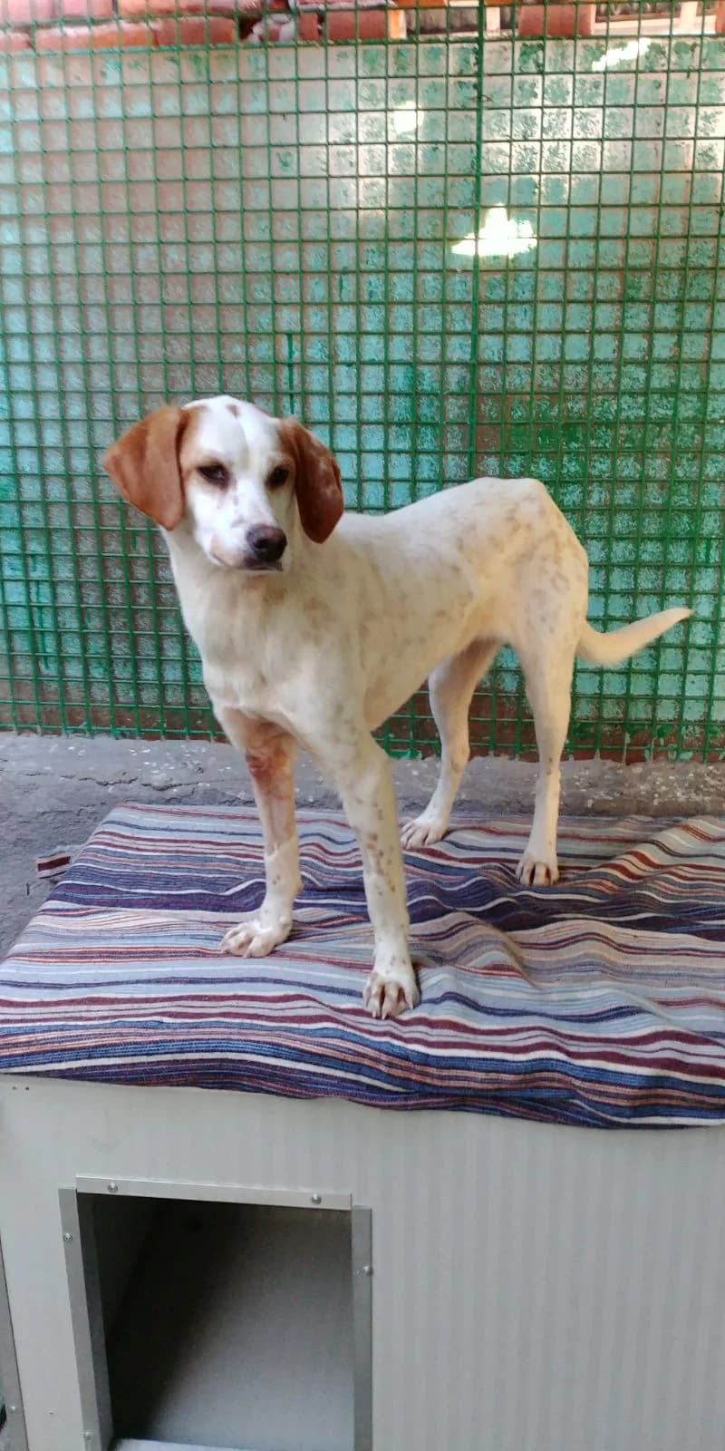 Rosie, young Mixed Breed for adoption at La Mia Ombra Scodinzola — San Giuliano Milanese, San Giuliano Milanese MI