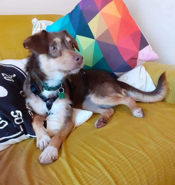 Sally, puppy Mixed Breed for adoption at La Mia Ombra Scodinzola — San Giuliano Milanese, San Giuliano Milanese MI