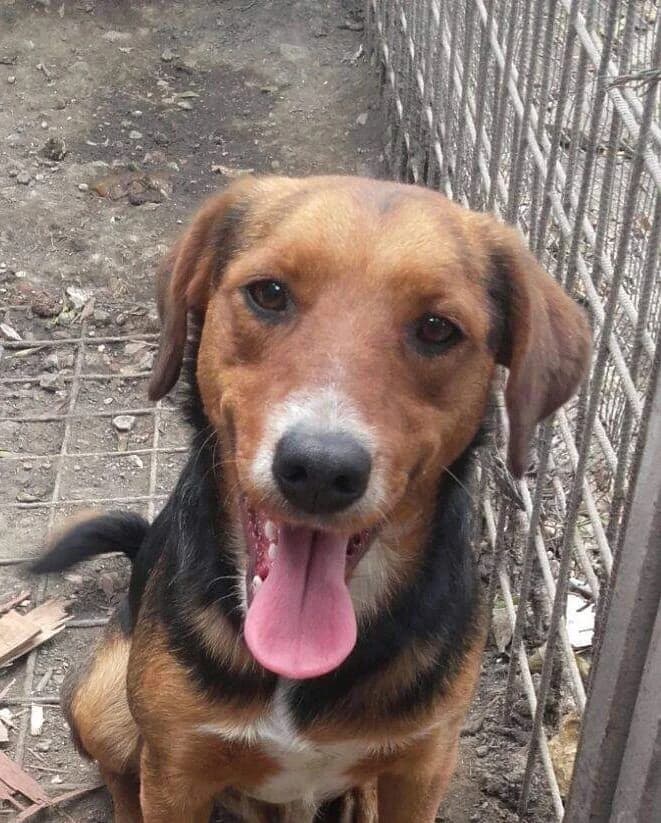 SCOTT, 4yo Mixed Breed for adoption at La Mia Ombra Scodinzola — San Giuliano Milanese, San Giuliano Milanese MI
