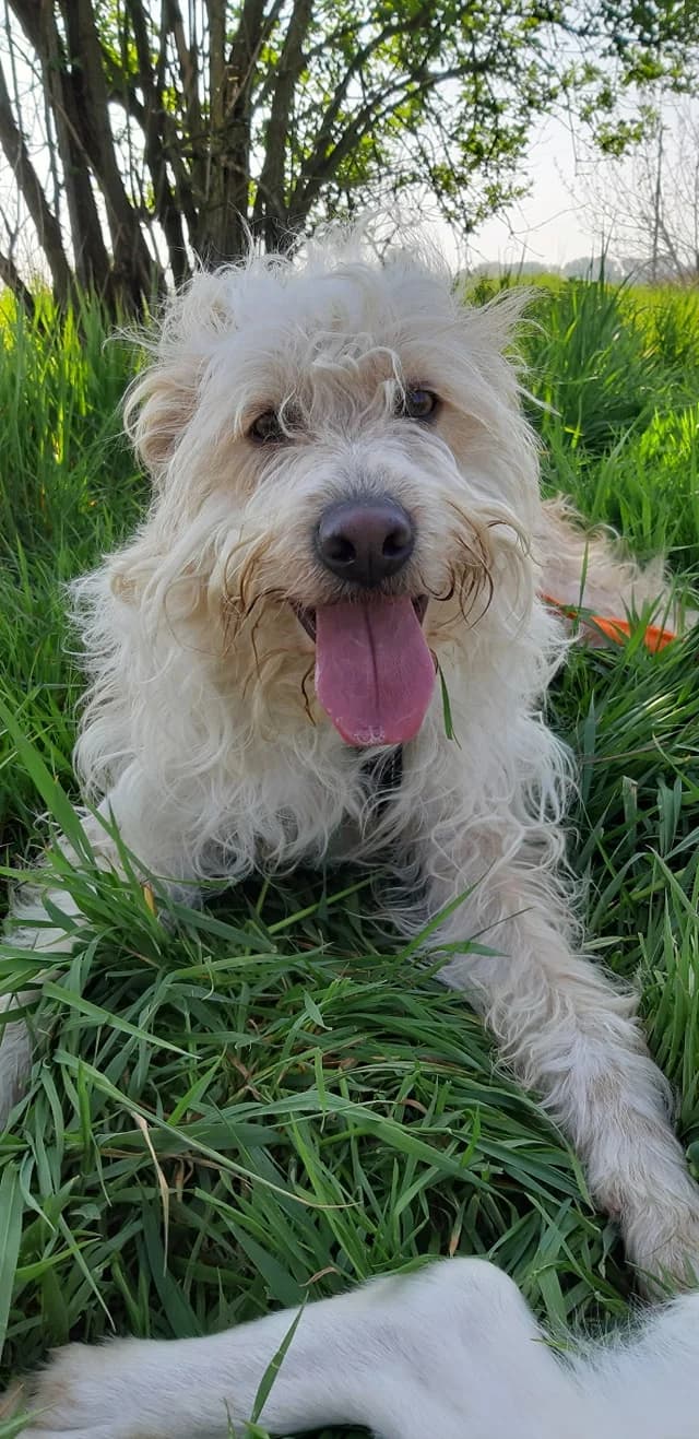 SUSHI, 3yo Mixed Breed for adoption at La Mia Ombra Scodinzola — San Giuliano Milanese, San Giuliano Milanese MI