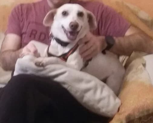 Tess, female young Mixed Breed for adoption at La Mia Ombra Scodinzola — San Giuliano Milanese, San Giuliano Milanese MI