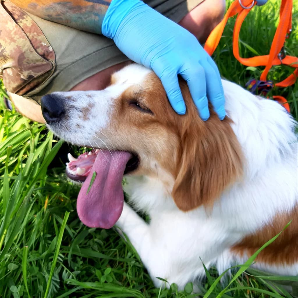 TOBY, young Mixed Breed for adoption at La Mia Ombra Scodinzola — San Giuliano Milanese, San Giuliano Milanese MI