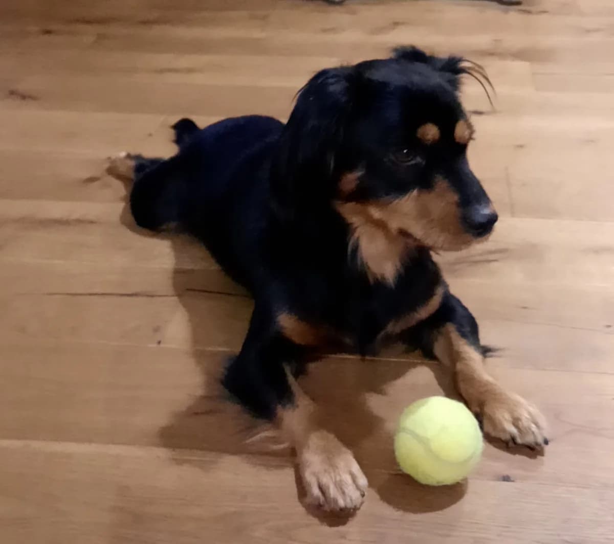 Tommy, young Mixed Breed for adoption at La Mia Ombra Scodinzola — San Giuliano Milanese, San Giuliano Milanese MI